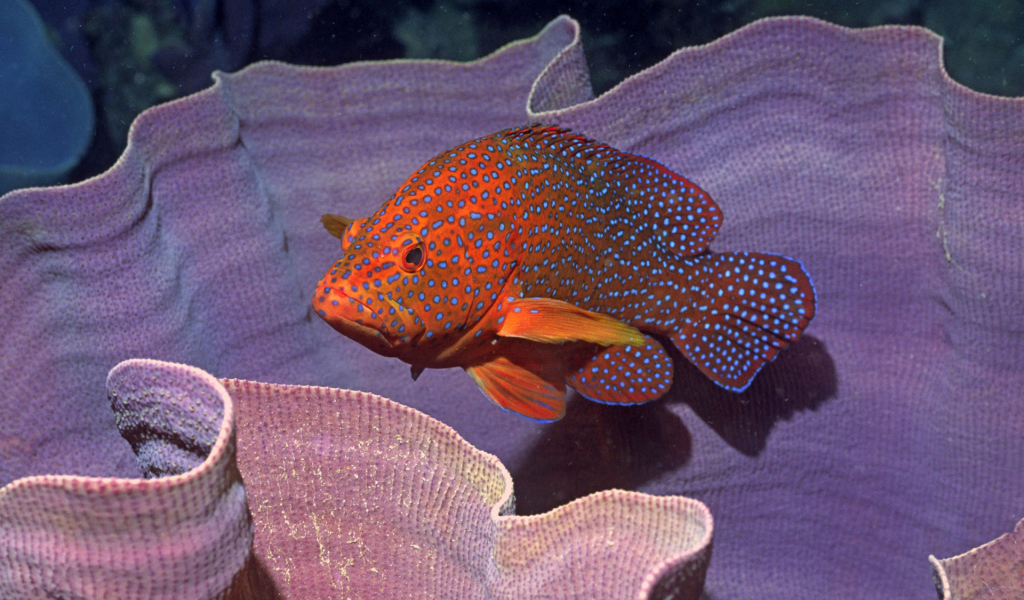 Пятнистая рыба