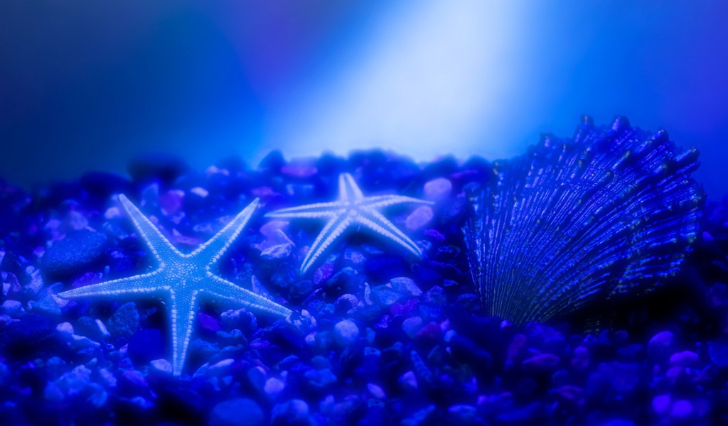Морские звезды
