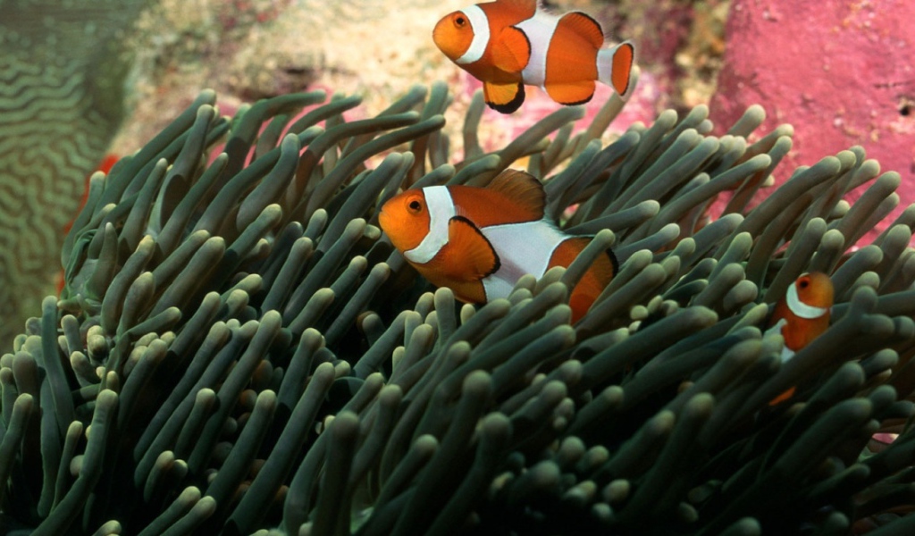 Полосатые рыбки