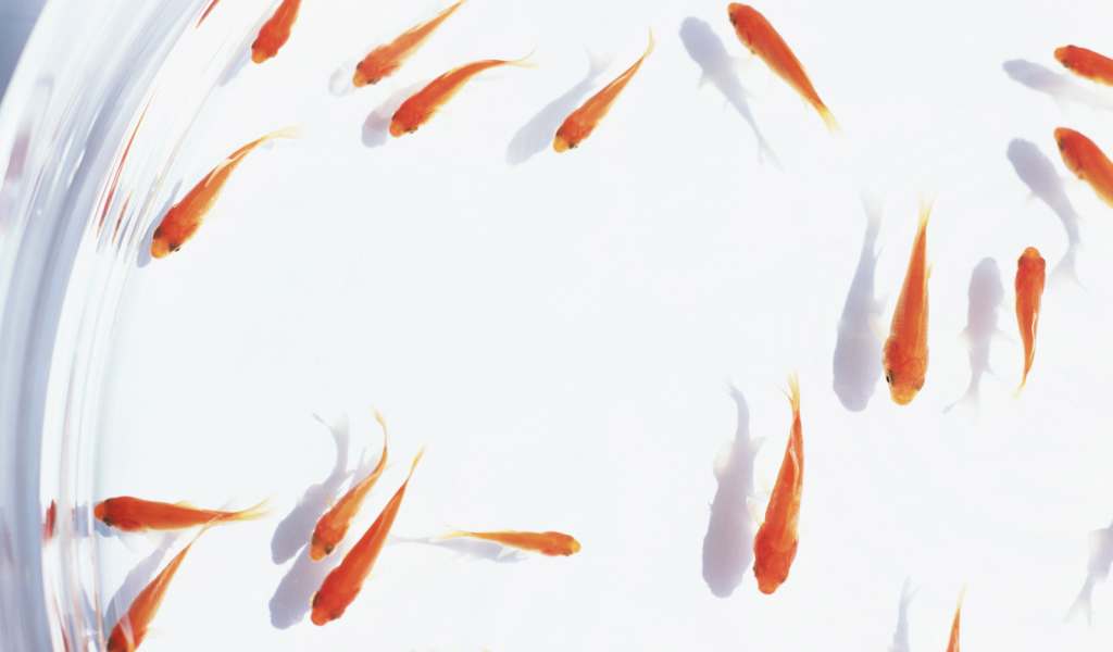 Аквариум с золотыми рыбками