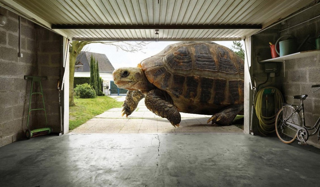 Огромная черепаха