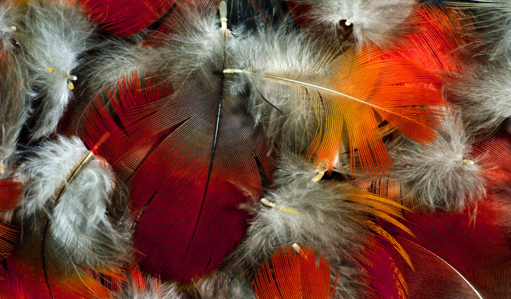 Красивые перья