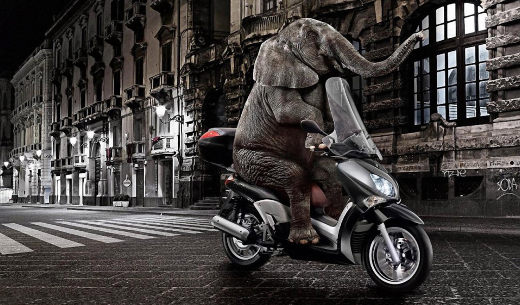 Слон на мопеде