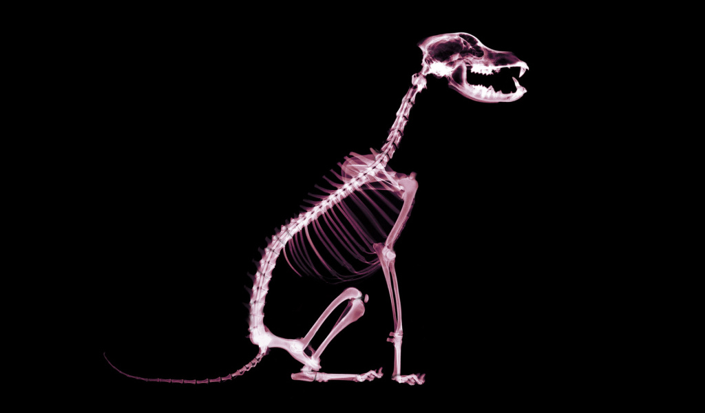 Скелет собаки