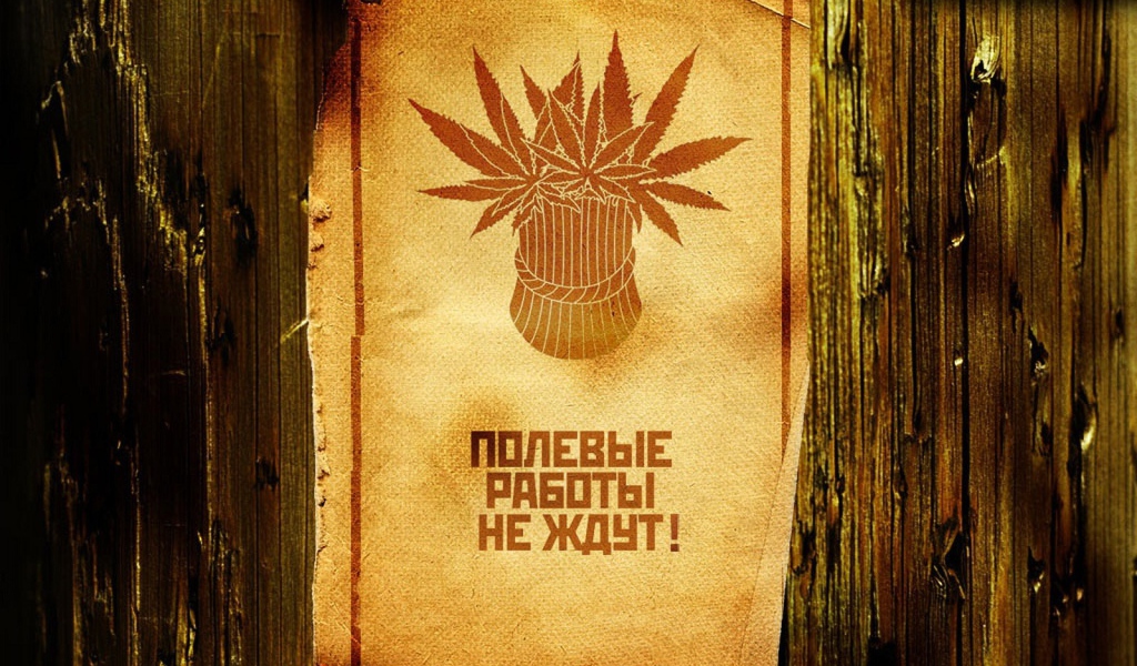 Сбор веселого урожая