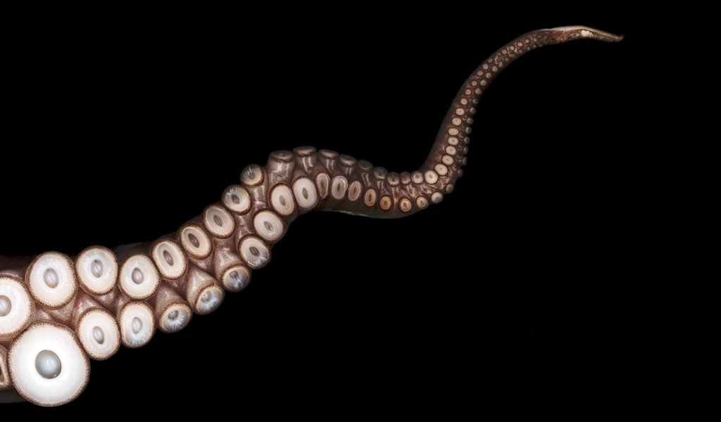 Щупальца осьминога