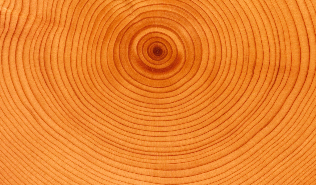 Текстура колец дерева