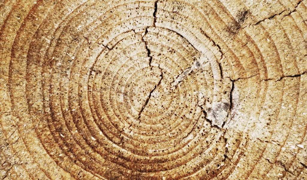 Кольца дерева