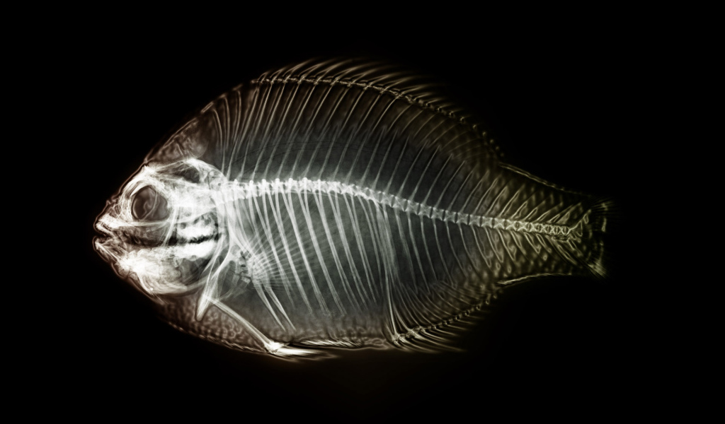 Рентген рыбы