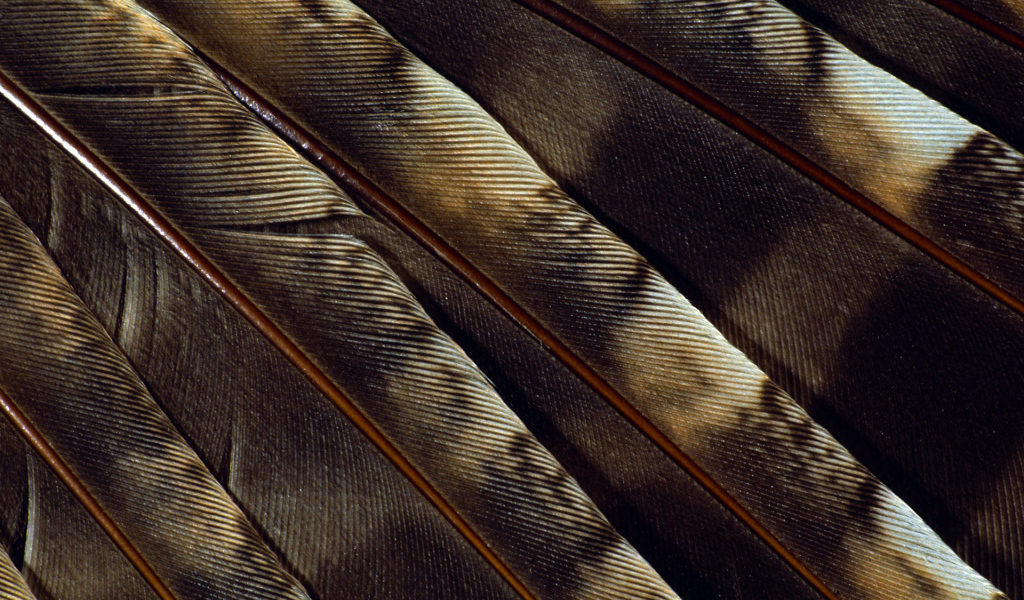 Текстура пера