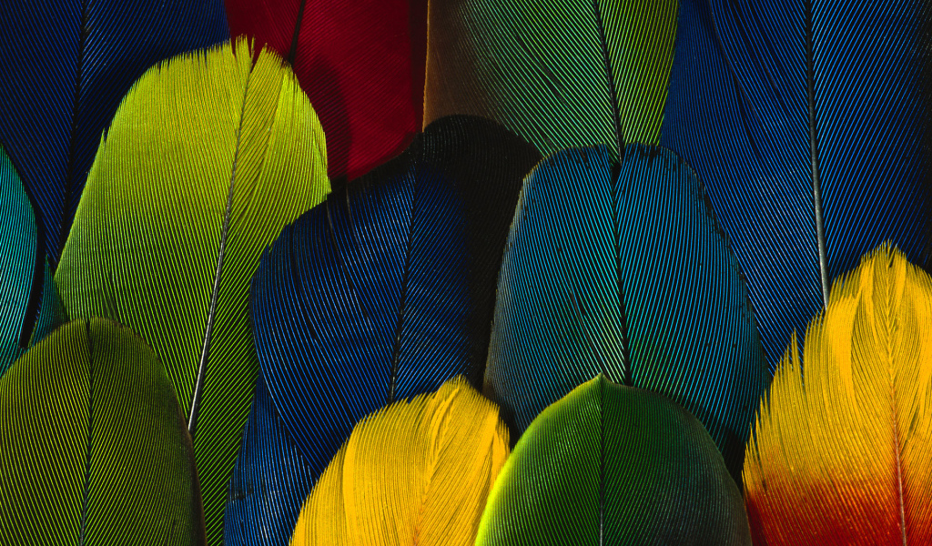 Перья попугая