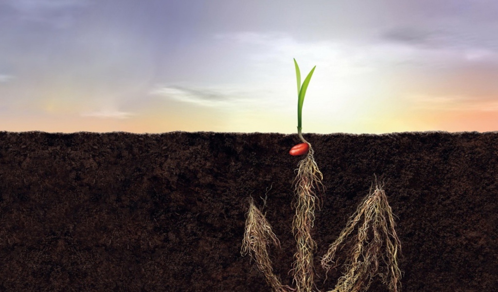 Корни как якорь