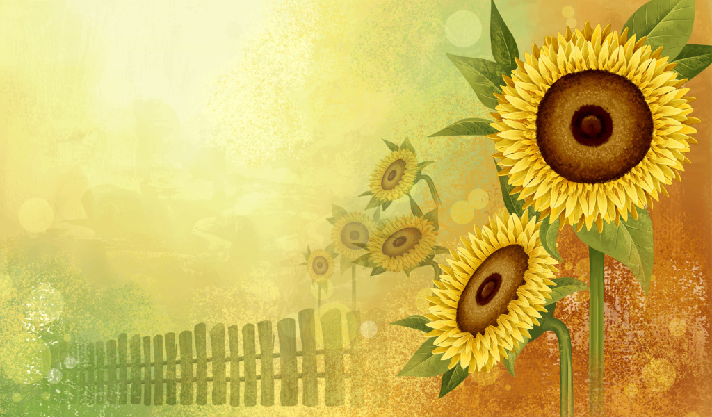 Цветы подсолнуха