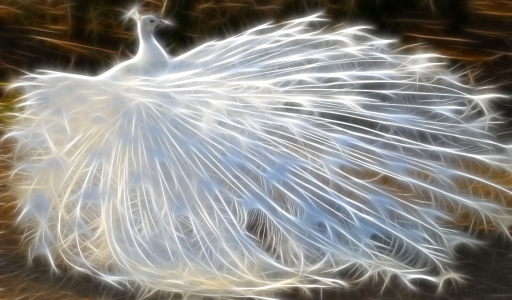 Белый павлин