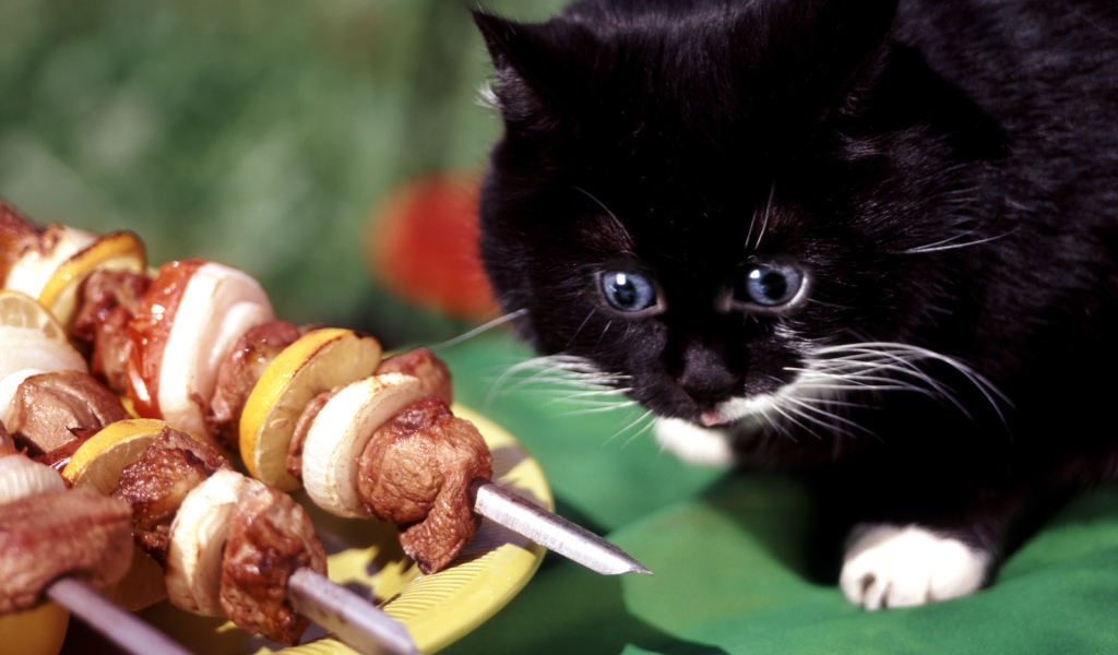 кот любитель барбекю