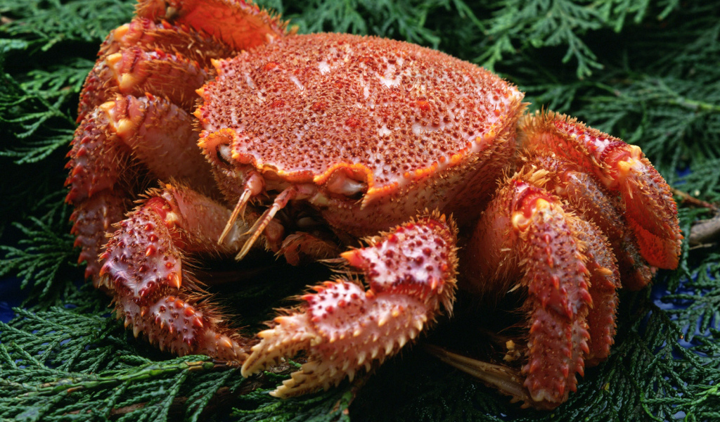 Большой краб