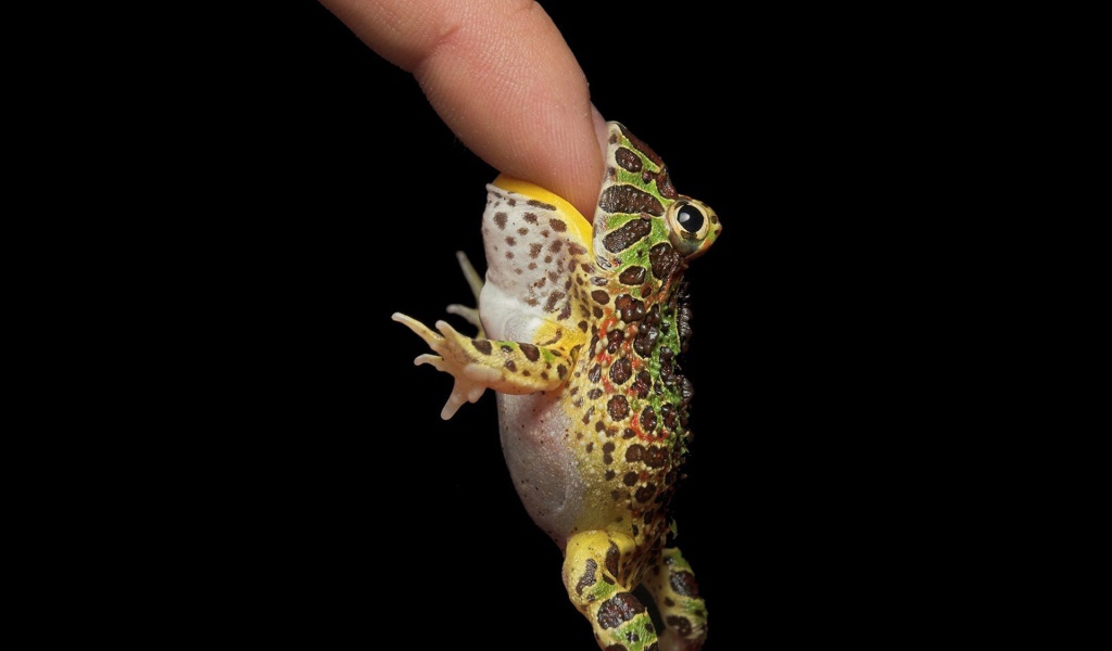 Кусачая жаба