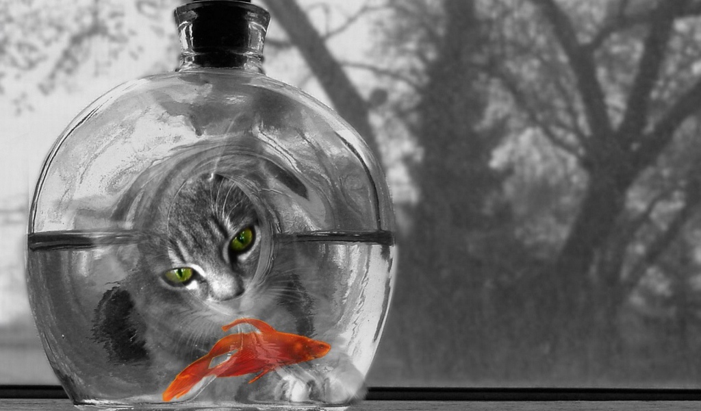 Котяра и рыбка