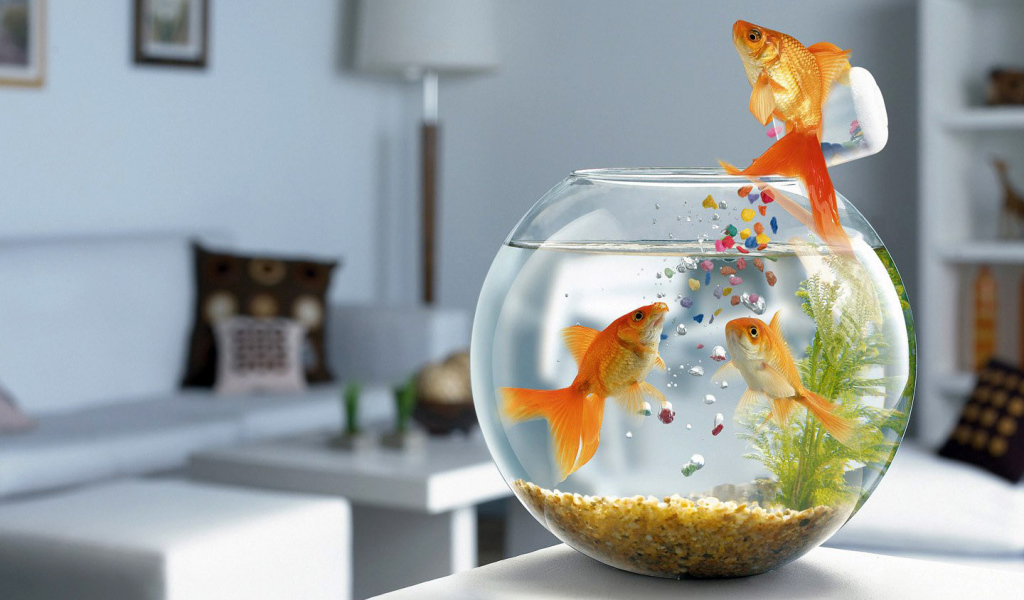 Лекарства для рыбок