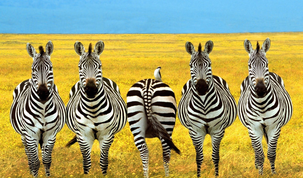 Полосатый баланс