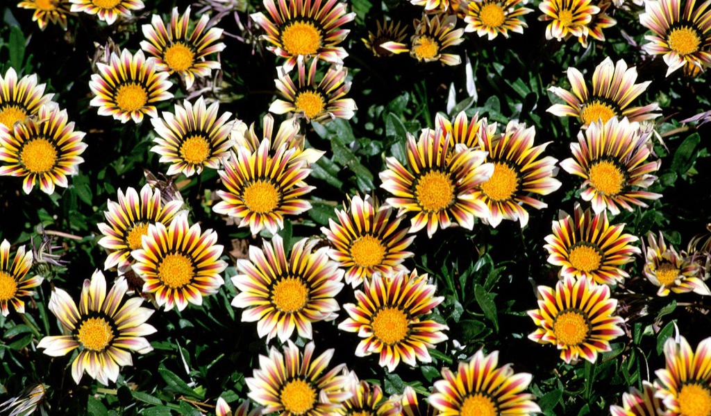 Прекрасные цветы