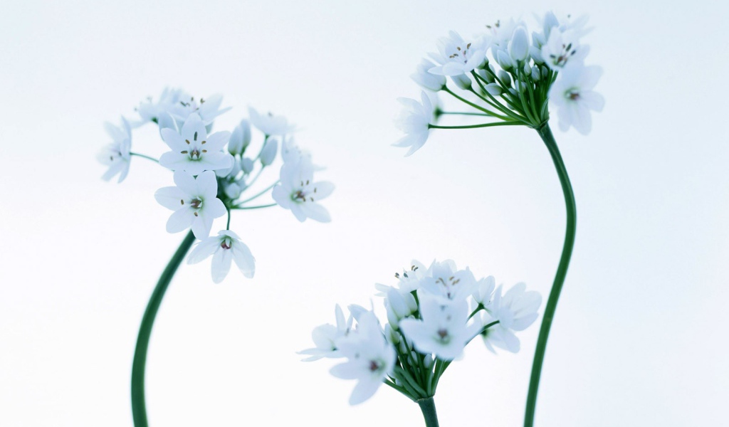 Красивые цветочки на 8 марта