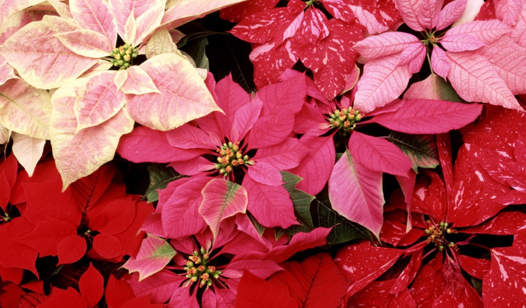 Красивые цветы приятным женщинам