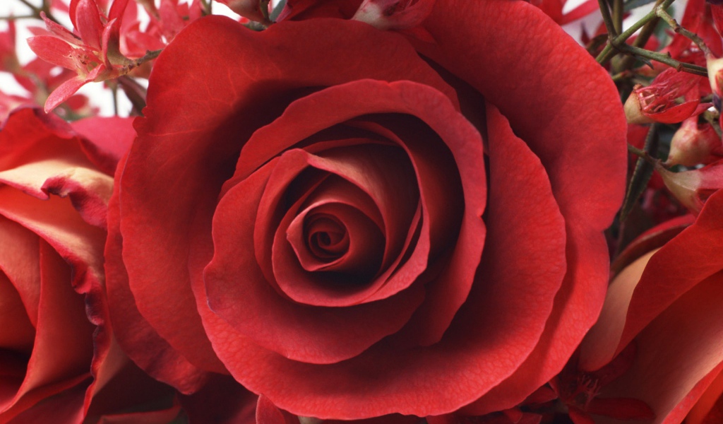 Красивая роза на 8 марта