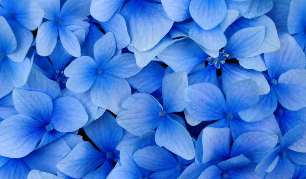 Голубые цветы в подарок на 8 марта