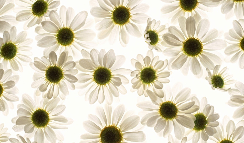 Ромашки моей любимой Наташке