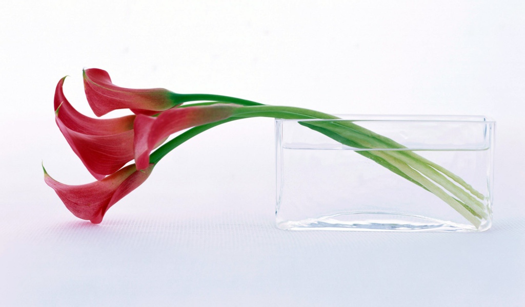 Нежный цветок на праздник 8 марта