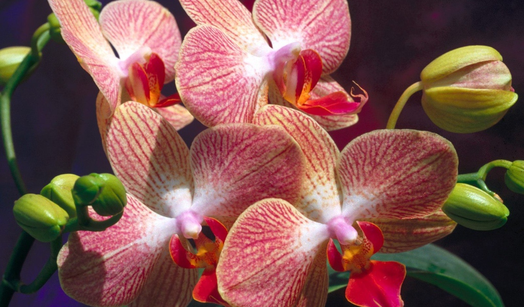 Экзотические цветы на 8 марта