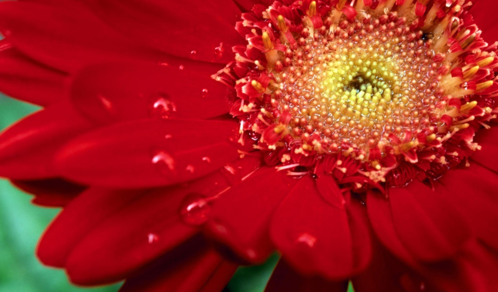 Цветок на международный женский день