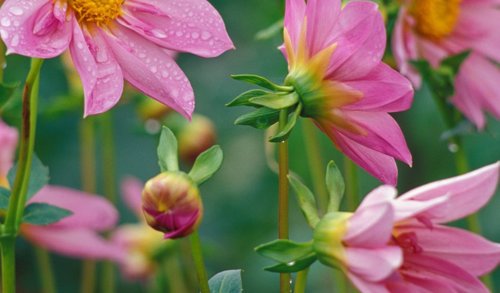 Цветочки красивым женщинам на 8 марта