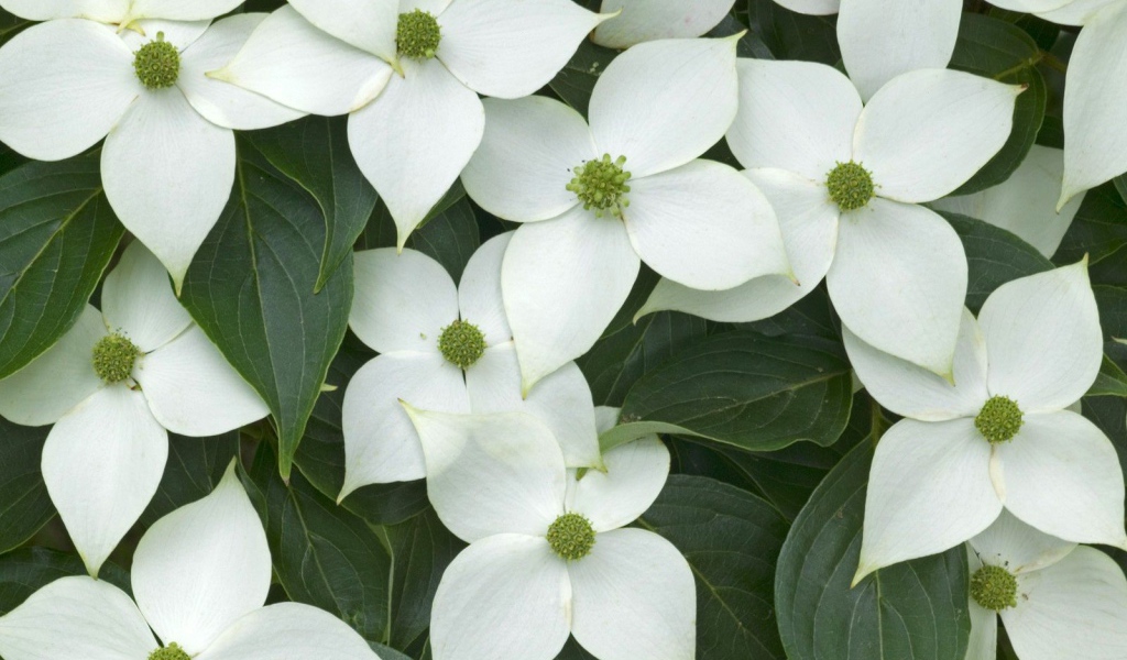 Цветы любимым дамам