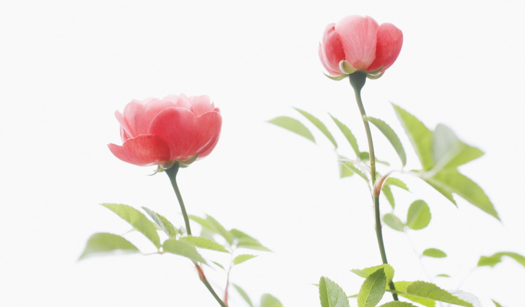 Цветы для любимых женщин