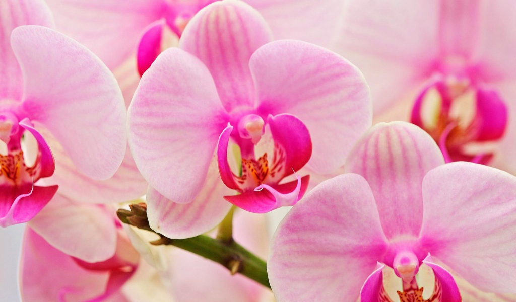 Цветы любимым женщинам