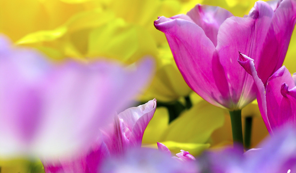 С Женским днем!