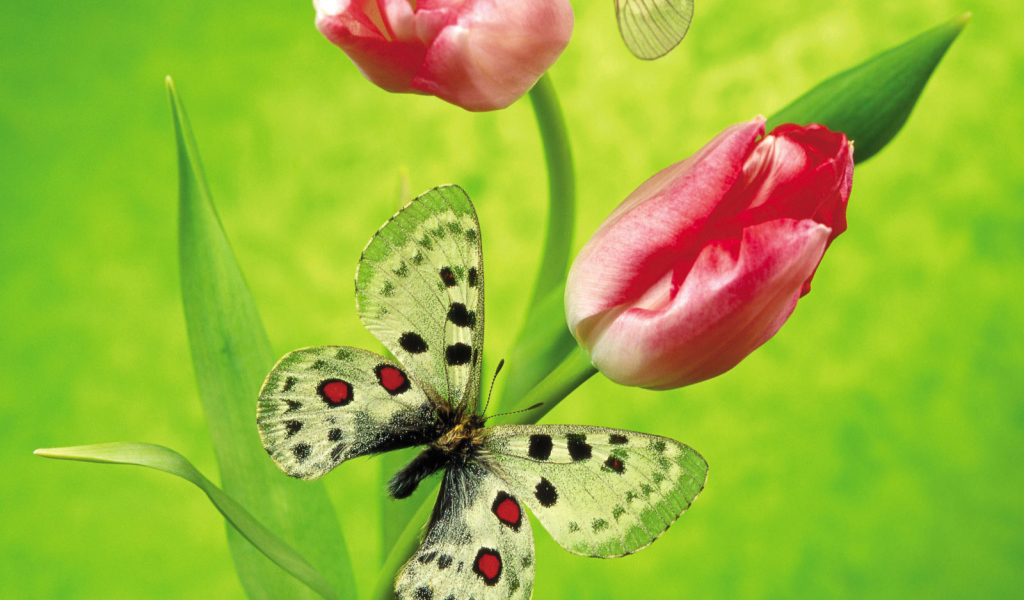 Международный женский праздник