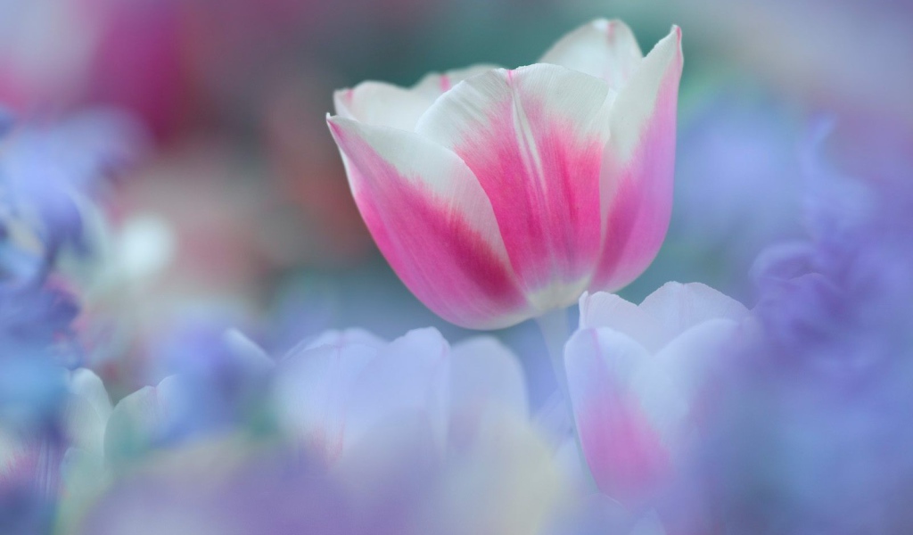 8 марта Цветок