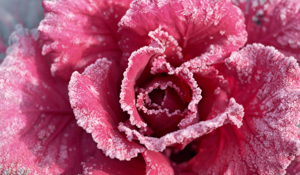 Роза с мороза