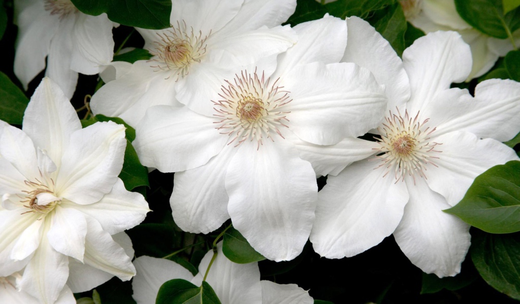 Белые цветы в подарок на 8 марта