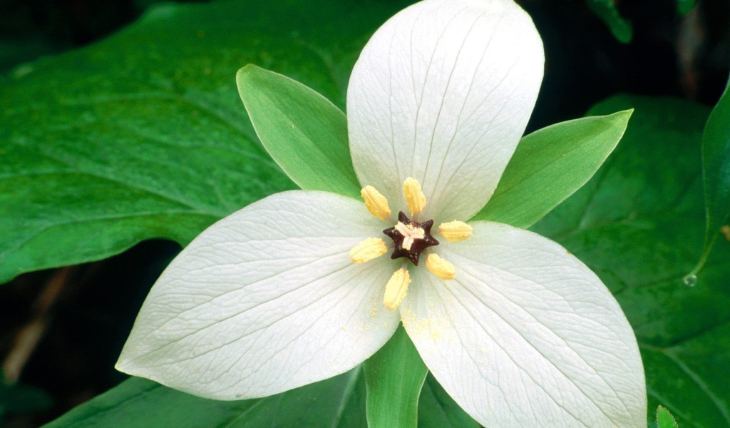 Белый цветок женщинам на 8 марта