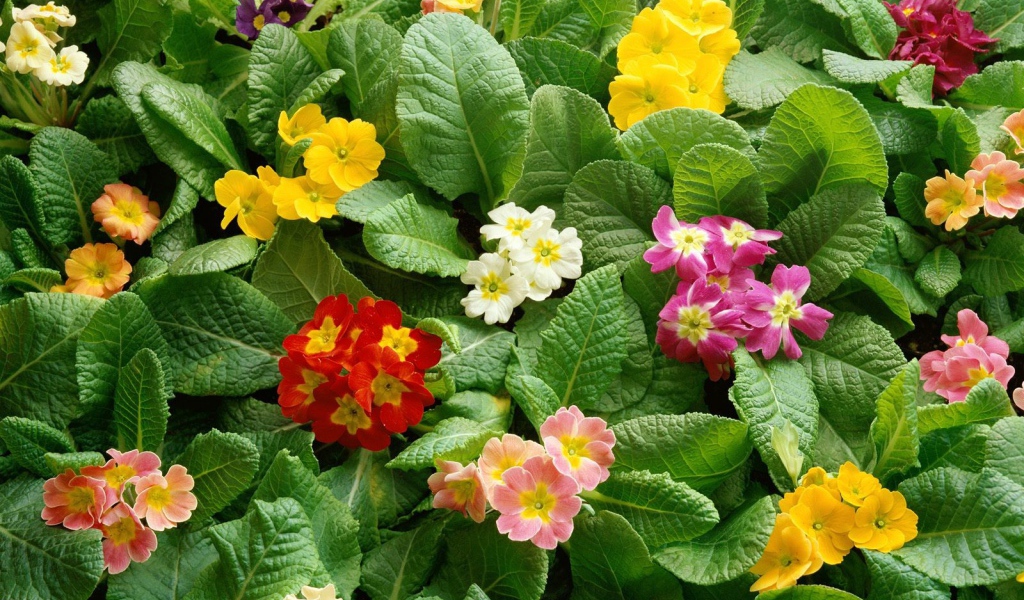 Девушкам к празднику 8 марта