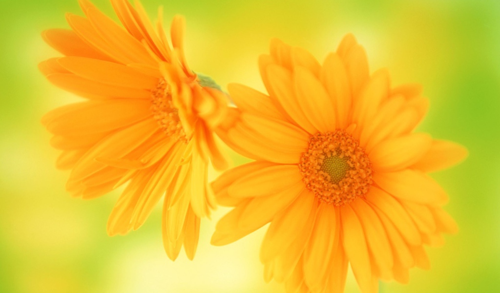 Желтые цветы в подарок любимой