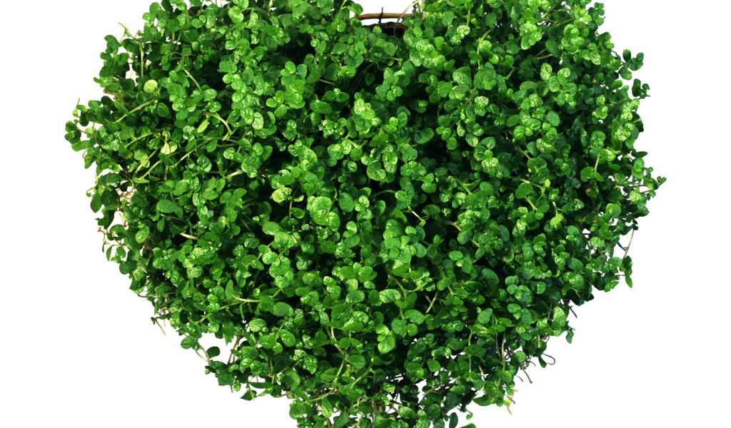 Сердечко из зелени