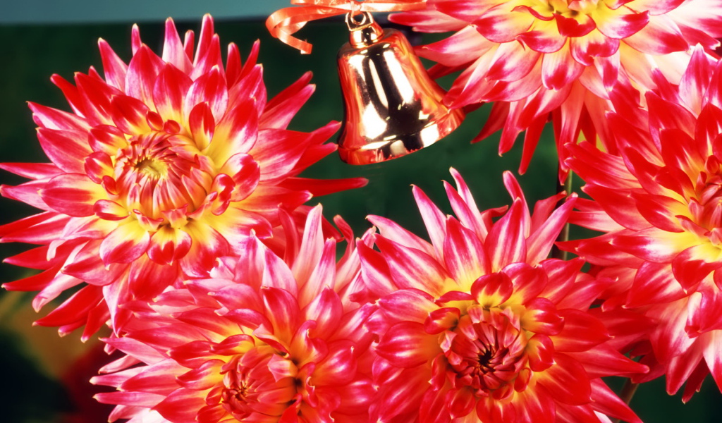 Цветы учителю