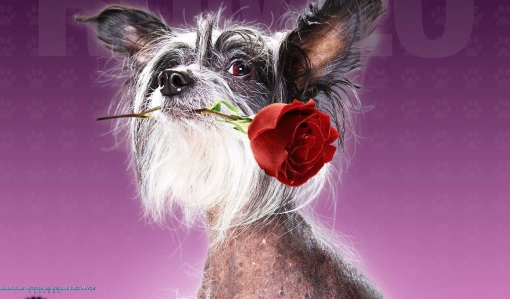 Отель для собак / Hotel for Dogs кино 2009