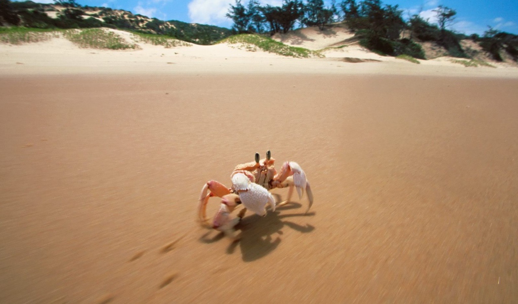 Краб на пляже