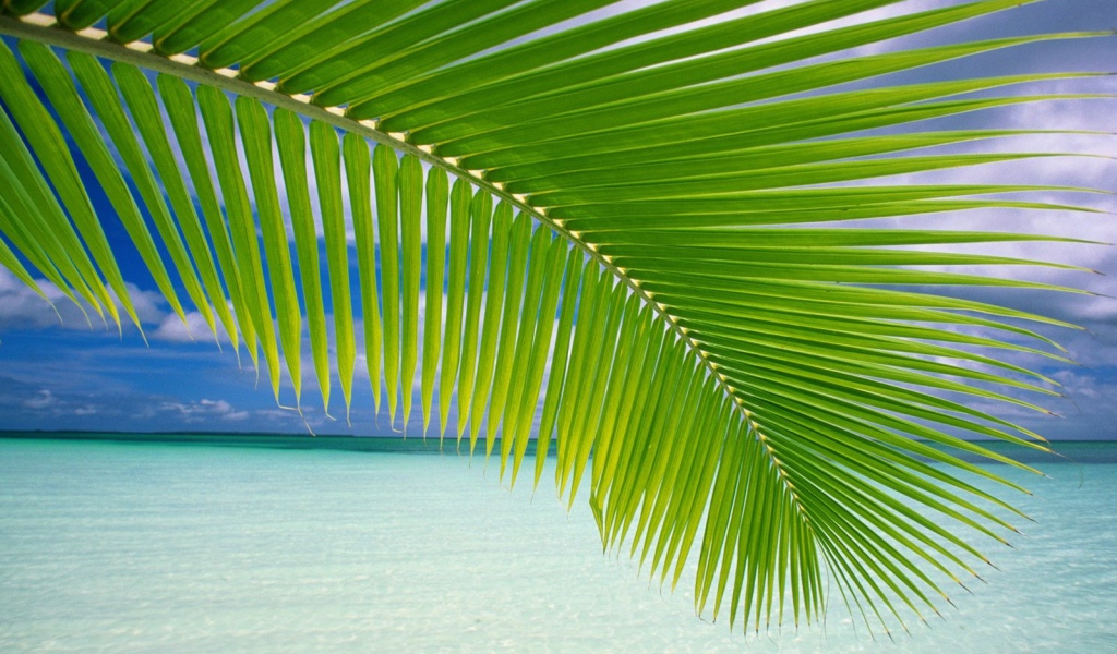 Пальмовая ветвь